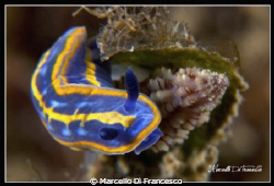 Hypselodoris tricolor by Marcello Di Francesco 
